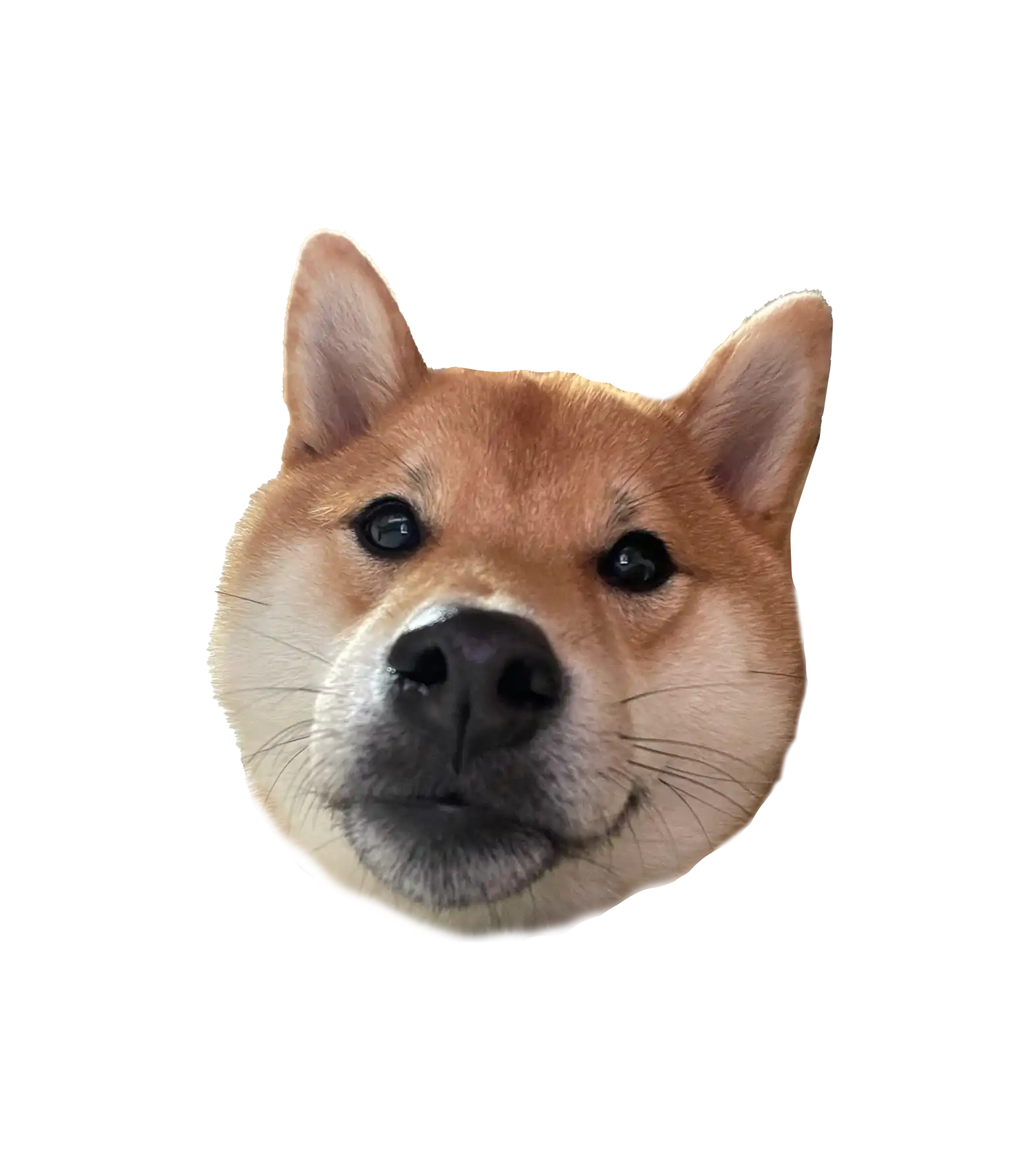 짐빔